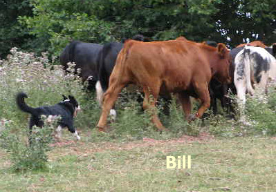 Welsh Sheepdog Wilden Big Bill