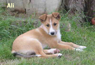 Welsh Sheepdog pup Wilden Ali