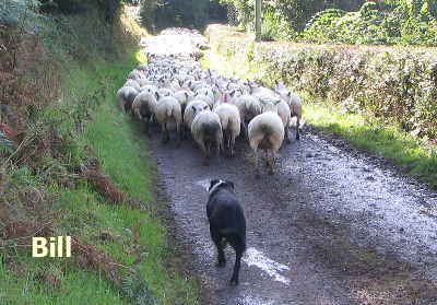 Welsh Sheepdog Wilden Big Bill