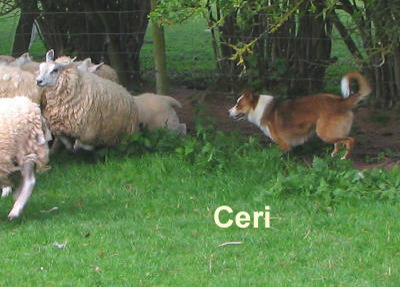 Welsh Sheepdog Wilden Ceri