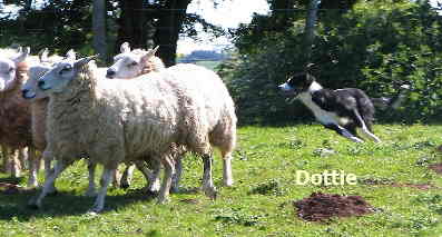 Welsh Sheepdog Wilden Dottie