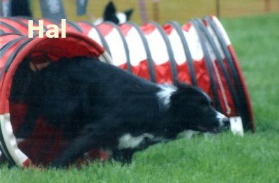 Welsh Sheepdog cross 'Hal', Olympia Qualifier