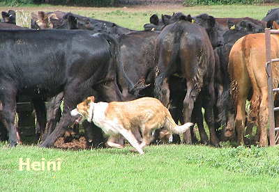 Welsh Sheepdog Milwyn Heini