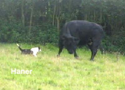 Welsh Sheepdog Wilden Nan