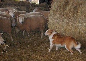 Welsh Sheepdog Milwyn Heini guarding a bale