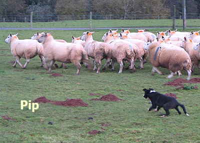 Welsh Sheepdog pup Wilden Pip