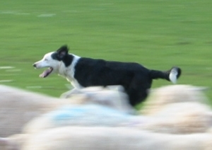 Welsh Sheepdog Gorslas Pengwyn, we clocked her doing 32mph once!