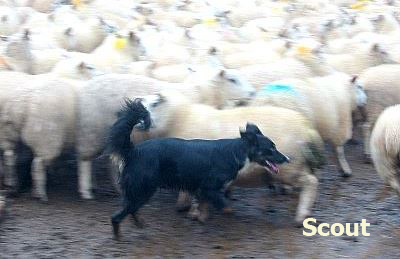 Welsh Sheepdog cross 'Scout'