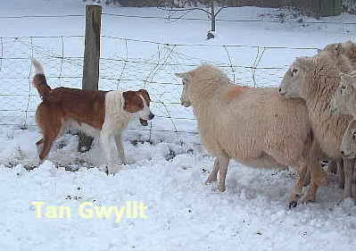 Welsh Sheepdog Wilden Tan Gwyllt