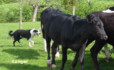 Welsh Sheepdog Wilden Ranger