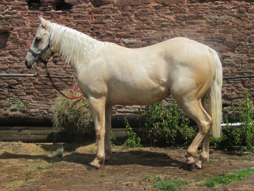 Quarter Horses for Sale at Wilden Quarter Horses, UK