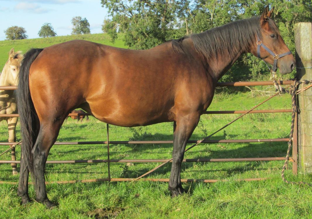 Quarter Horse filly, Bellvalley Winnie