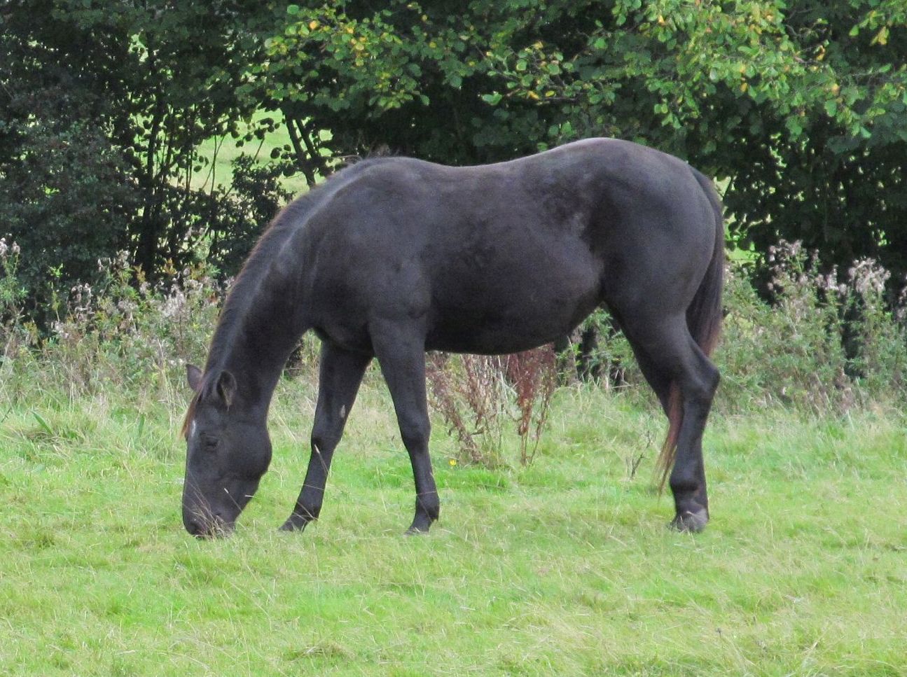 Quarter Horse mare, Kings Black Frost