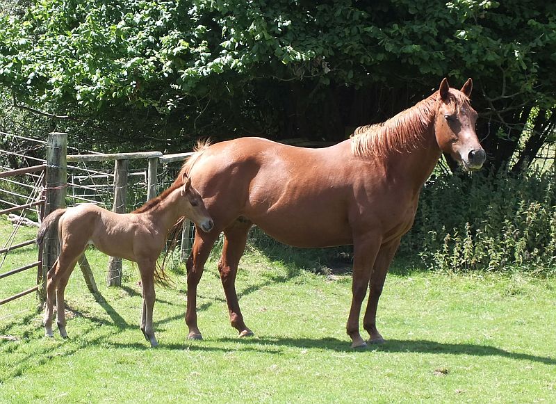 Quarter Horse mare, Hollinshead Doll