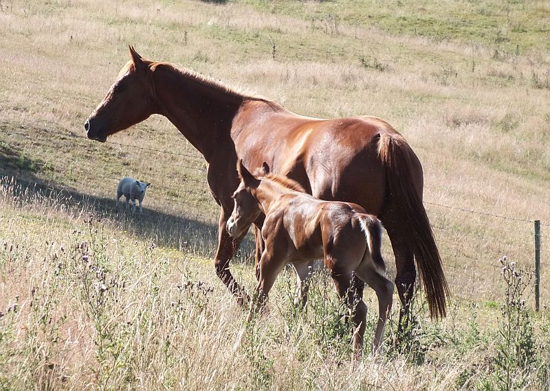 Quarter Horse mare, Hollinshead Doll