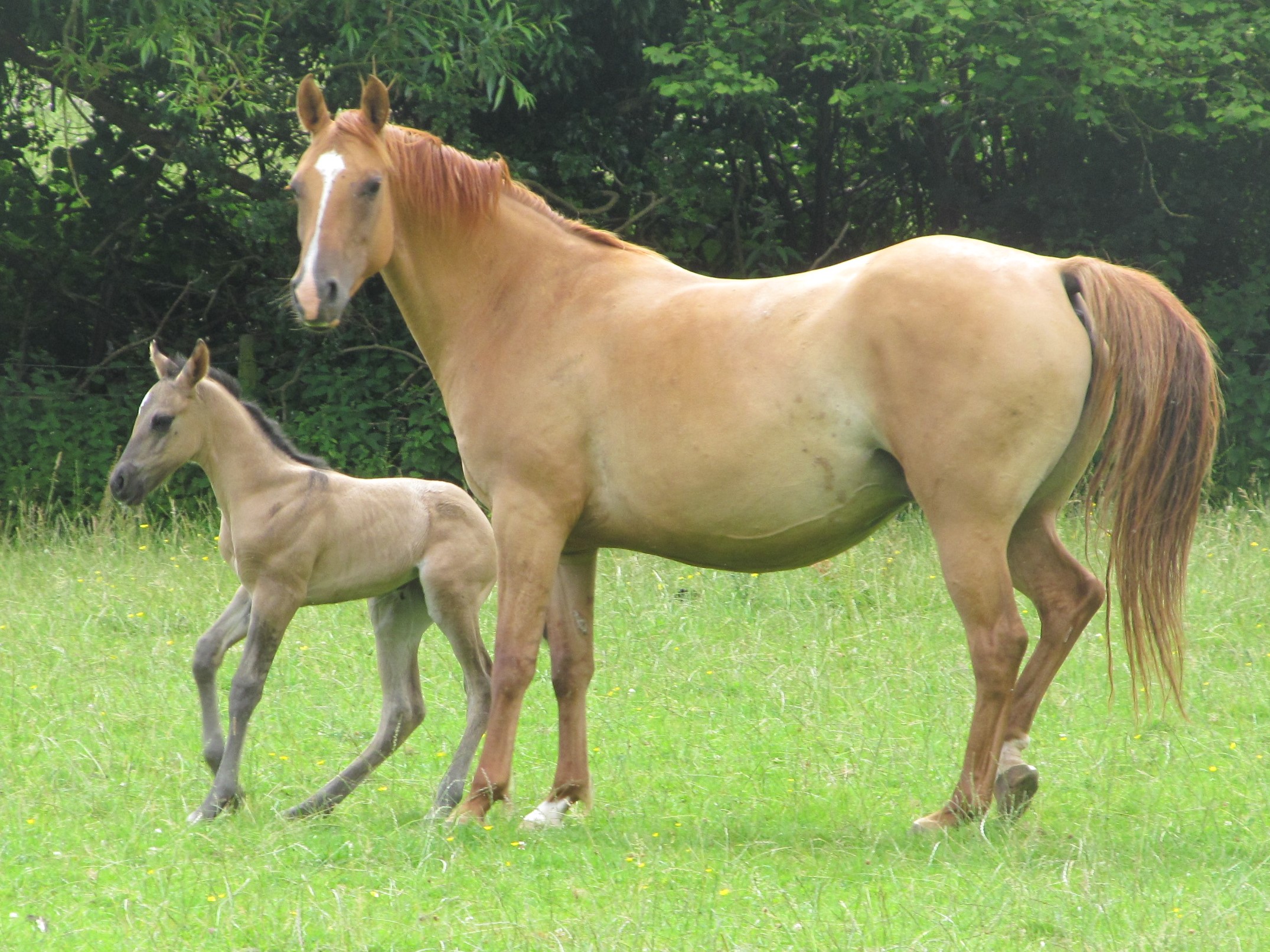 Quarter Horse mare, Hollywood Pixie Doll