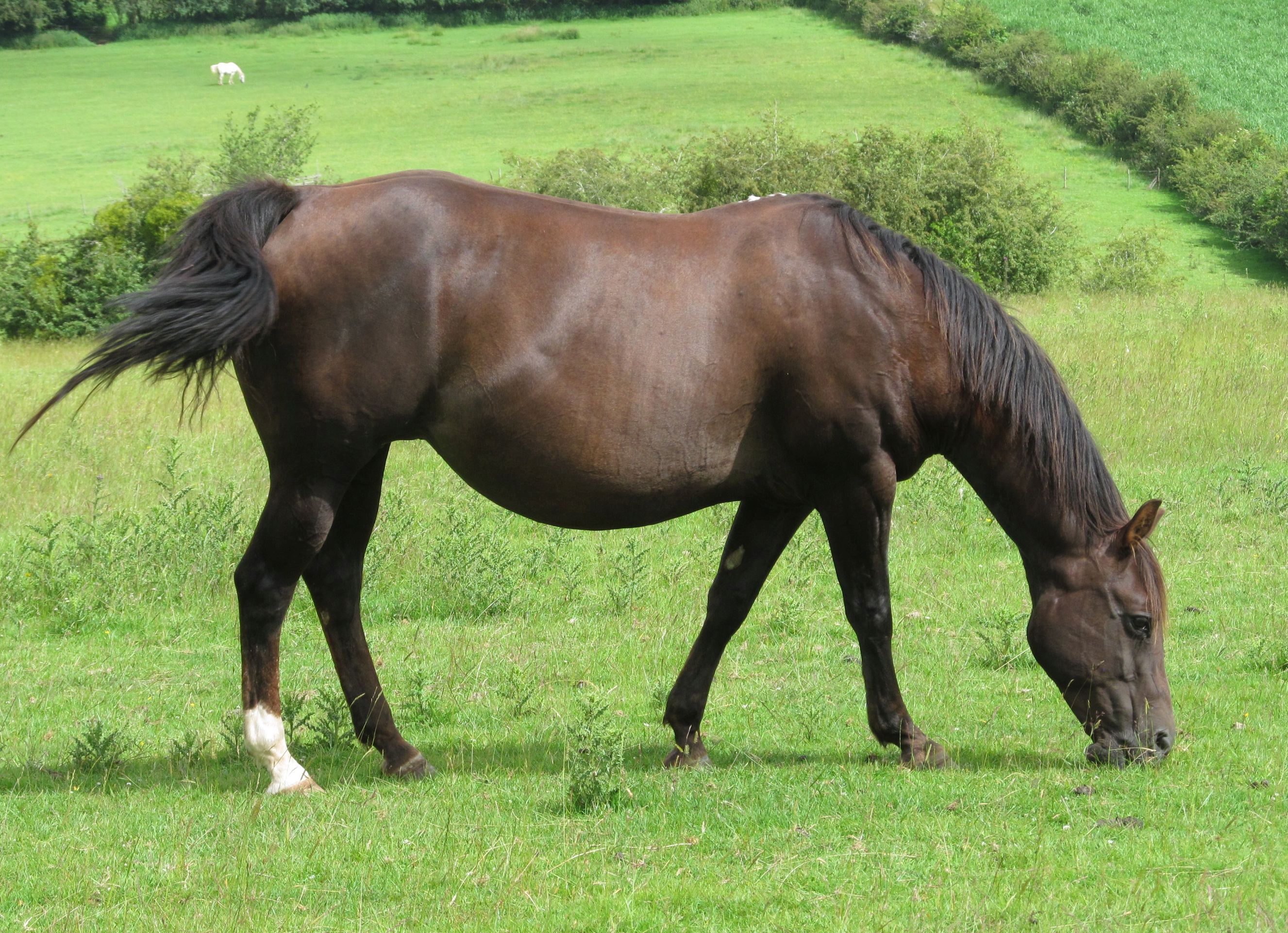 Quarter Horse mare, Rockn on the River