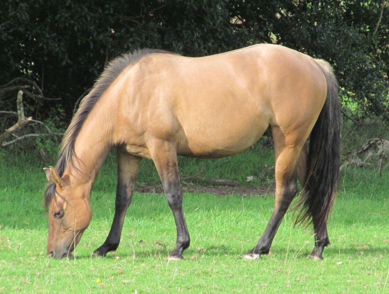 Quarter Horse filly, Seren Kansas Kate