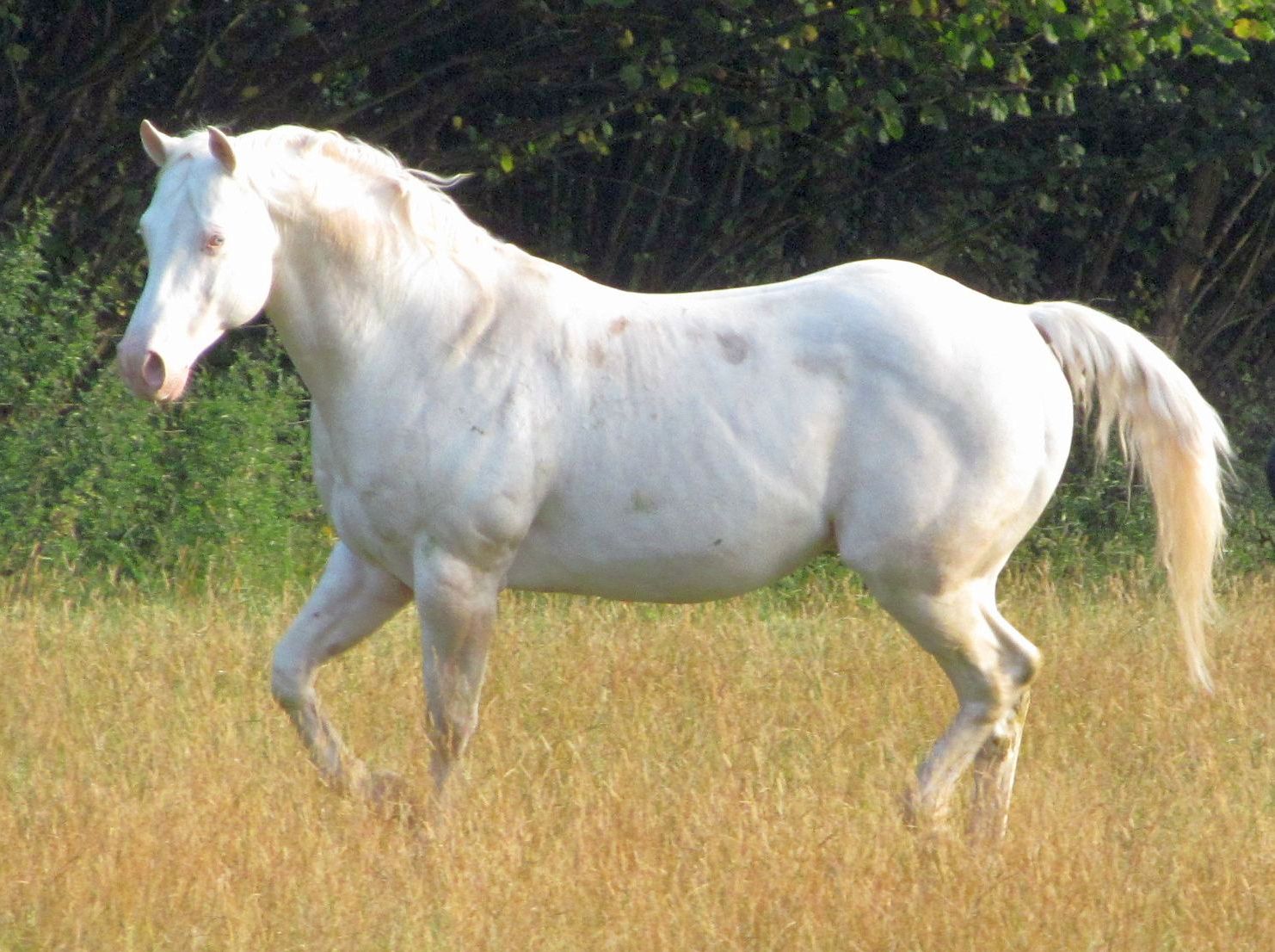 Quarter Horse stallion, Rowley Late Arrival