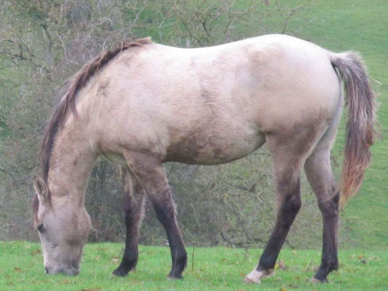 Quarter Horse filly, WGS Chex Out Gunner