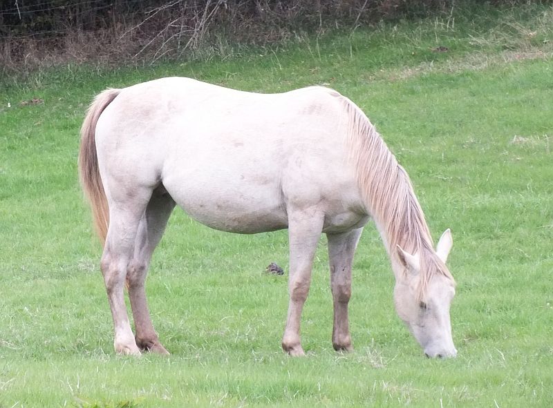 Quarter Horse mare, Wilden Caoimhe