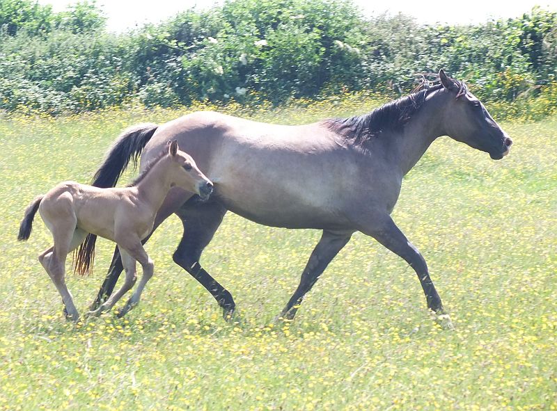 Quarter Horse filly, Wilden Chexy Too
