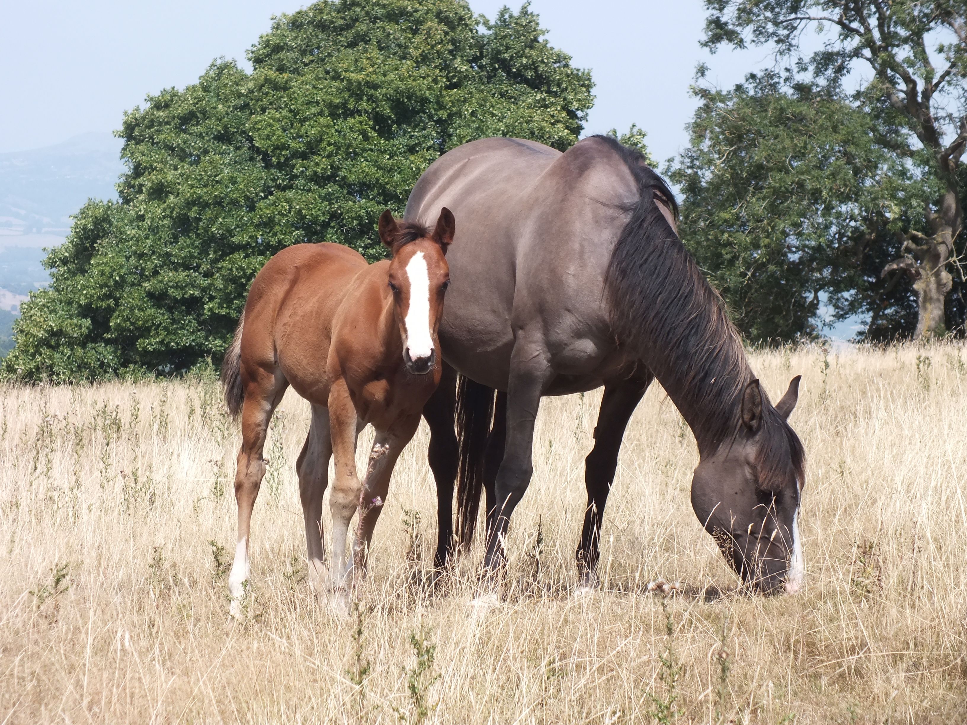 Quarter Horse filly, Wilden Chexy Too
