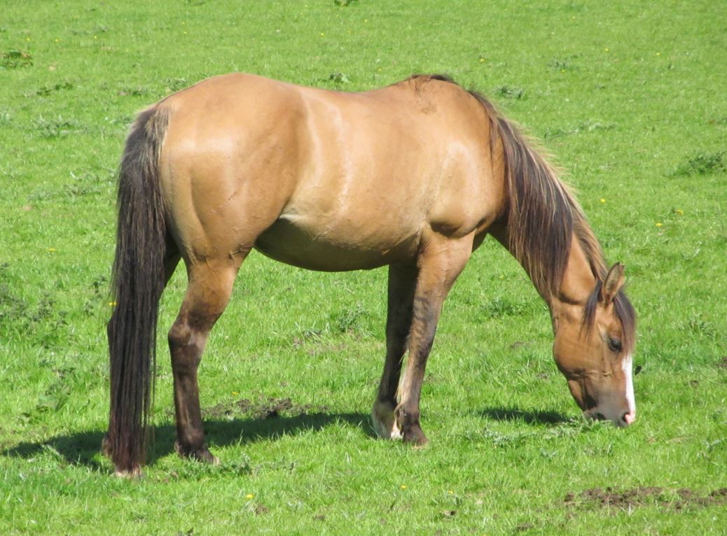 Wilden Quarter horses Mares Page