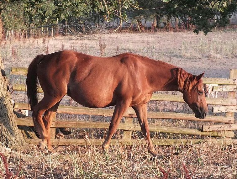 Quarter Horse mare, Wilden Hoodoo
