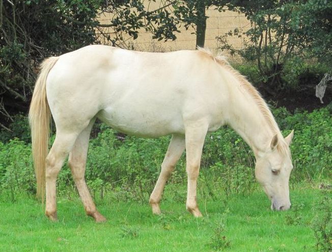 Quarter Horse filly, Wilden Joy