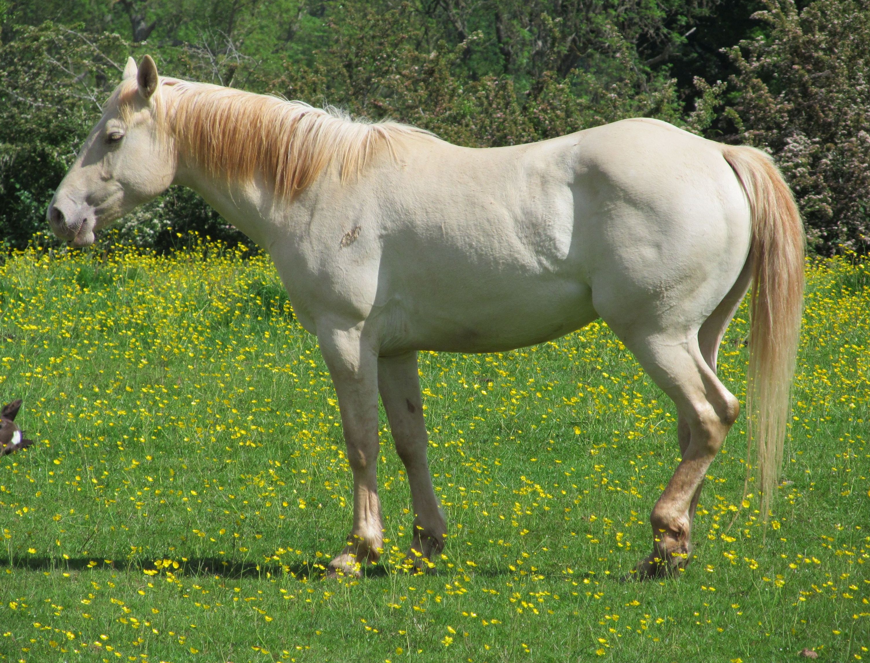 Quarter Horse filly, Wilden Joy