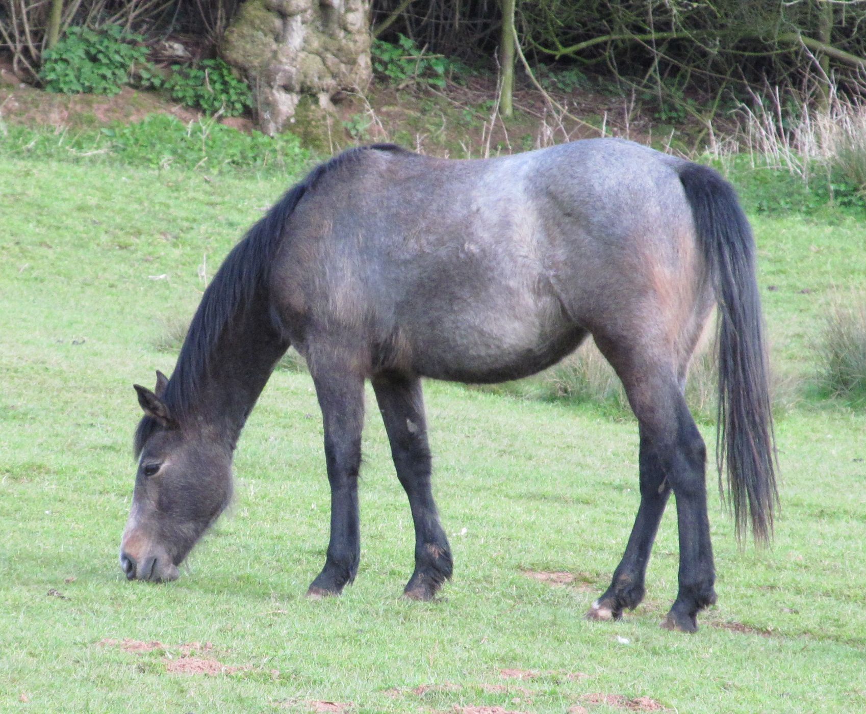 Quarter Horse mare, Wilden Mayfair