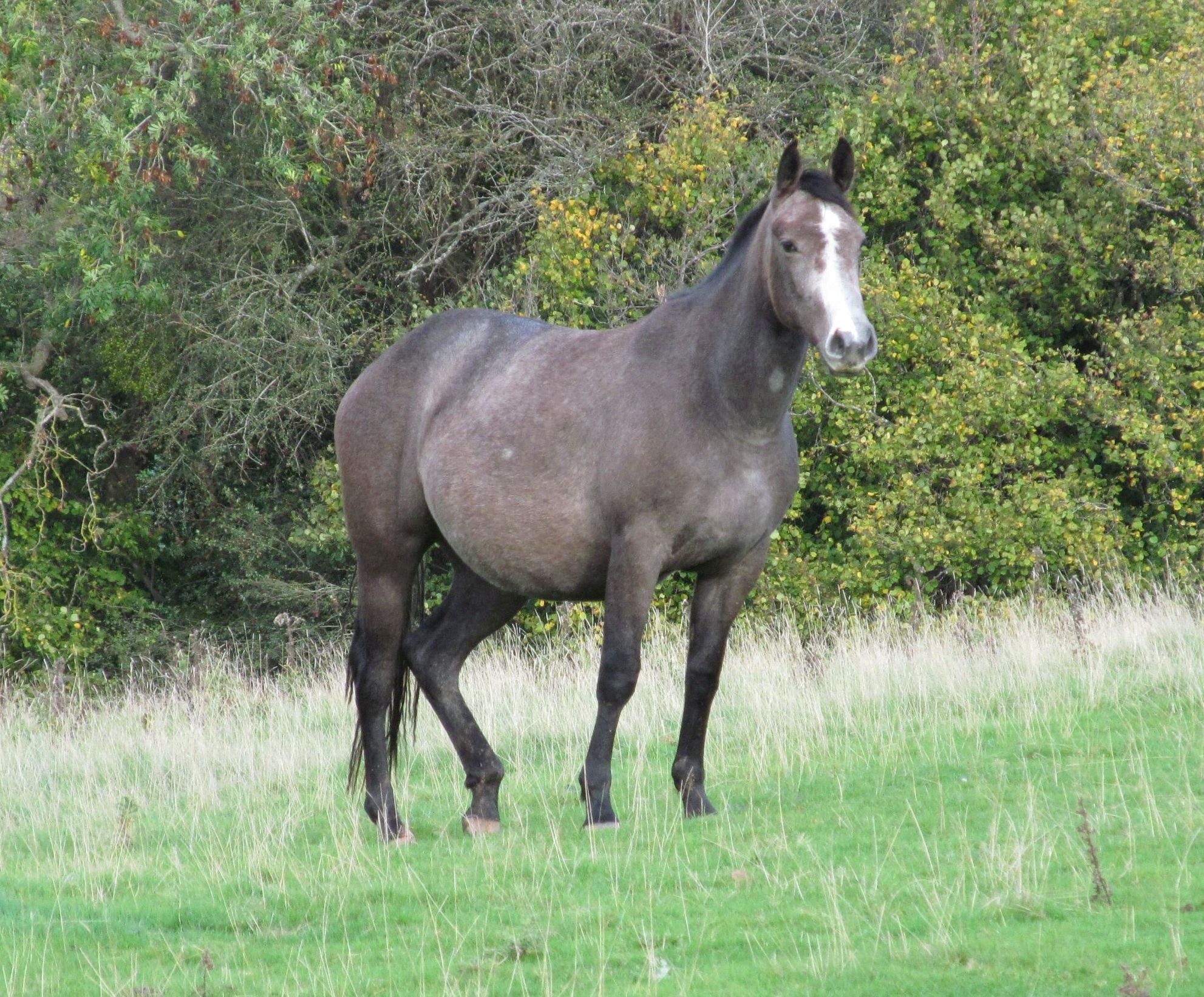 Quarter Horse mare, Wilden Mayfair