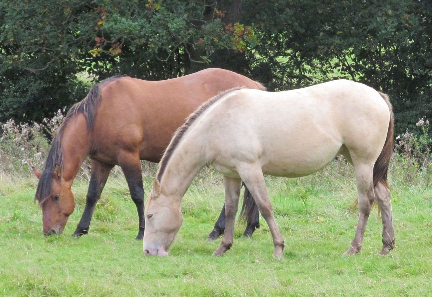 Quarter Horse mare, Wilden Mini Winnie