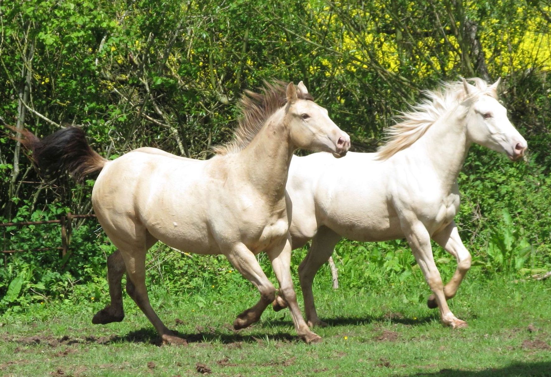 Quarter Horse mare, Wilden Mini Winnie