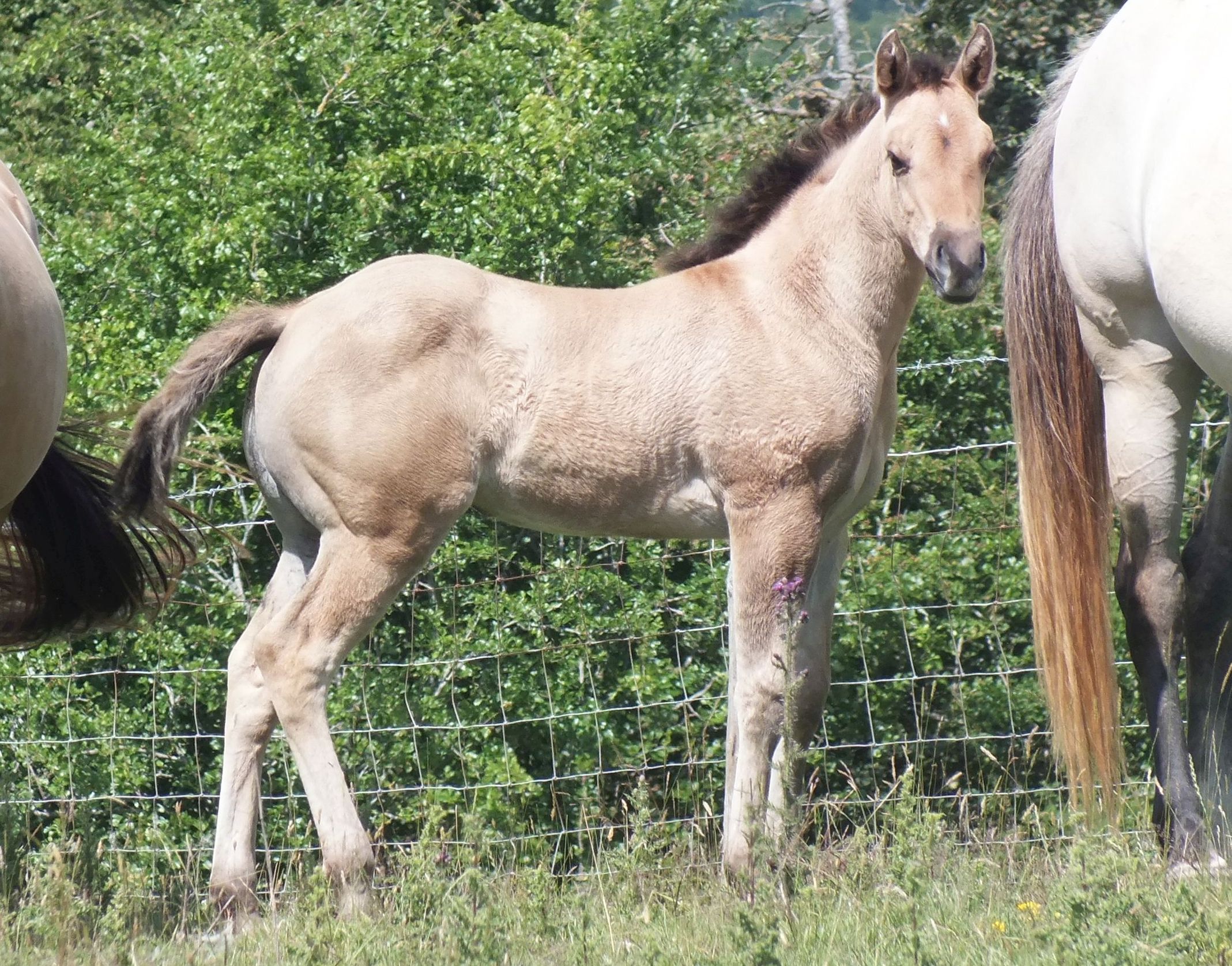 Quarter Horse mare, Wilden Peace