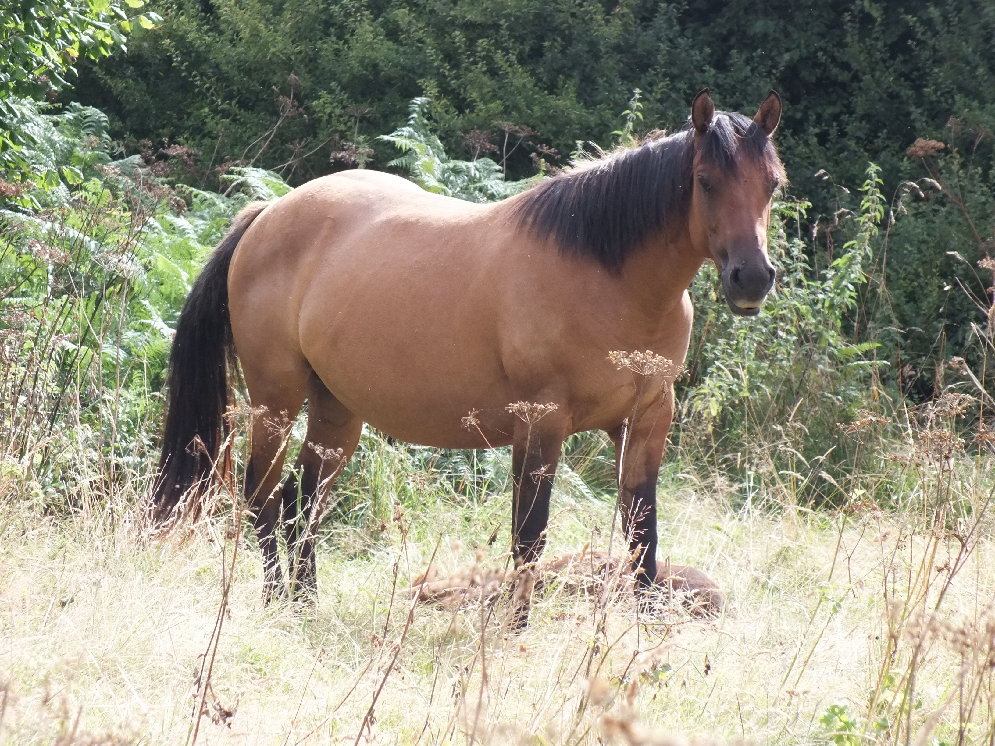 Quarter Horse mare, Wilden Rapid City