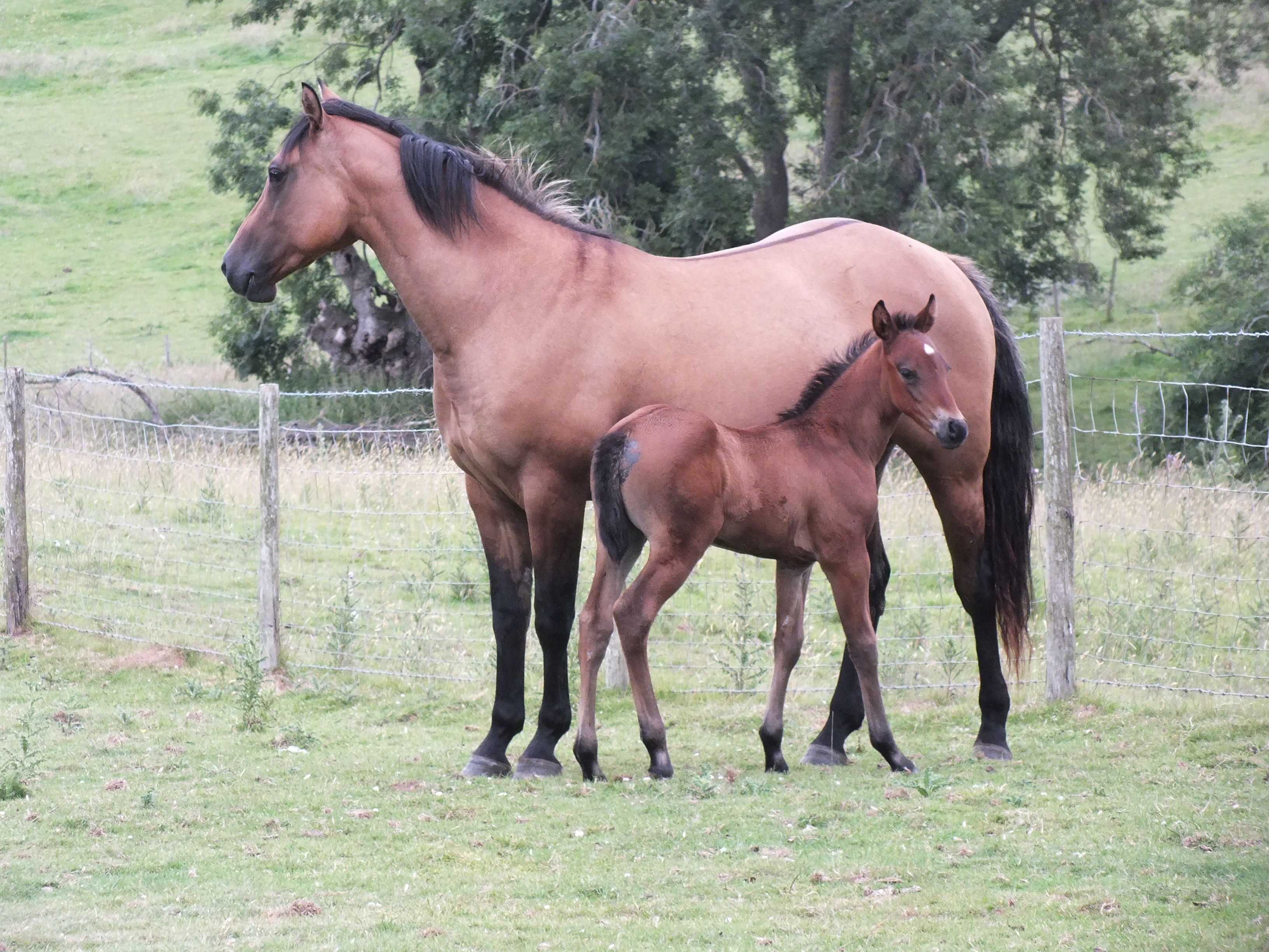 Quarter Horse mare, Wilden Rapid City