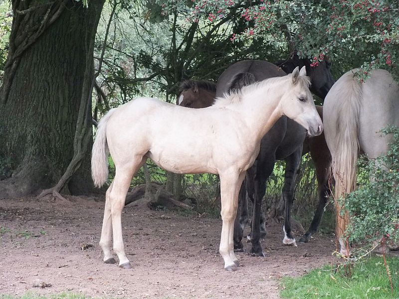 Quarter Horse mare, Wilden Roulette