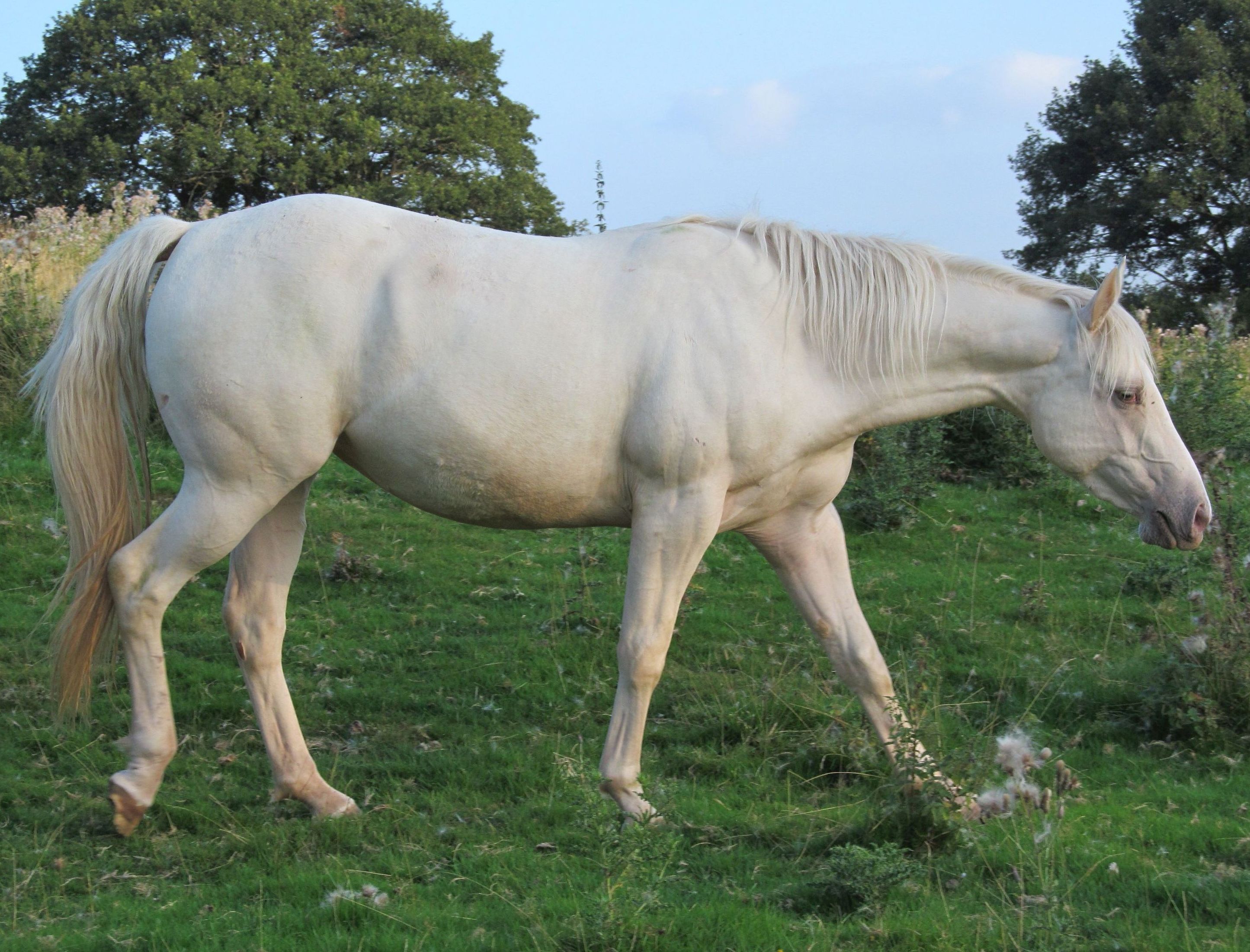 Quarter Horse mare, Wilden Spindrift