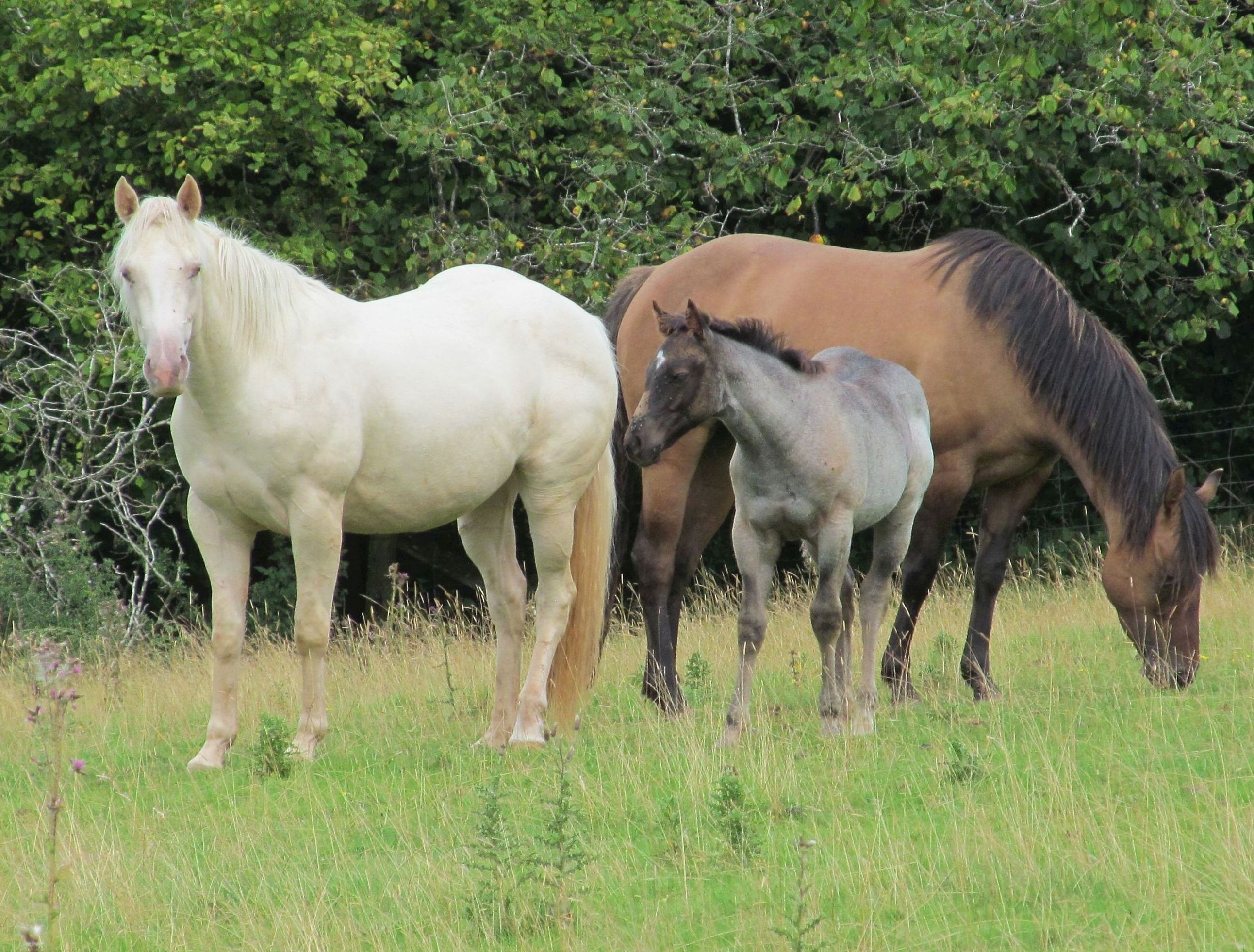 Quarter Horse mare, Wilden Spindrift