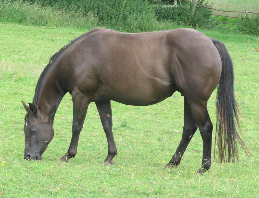 Quarter Horse filly, Wilden Spirit