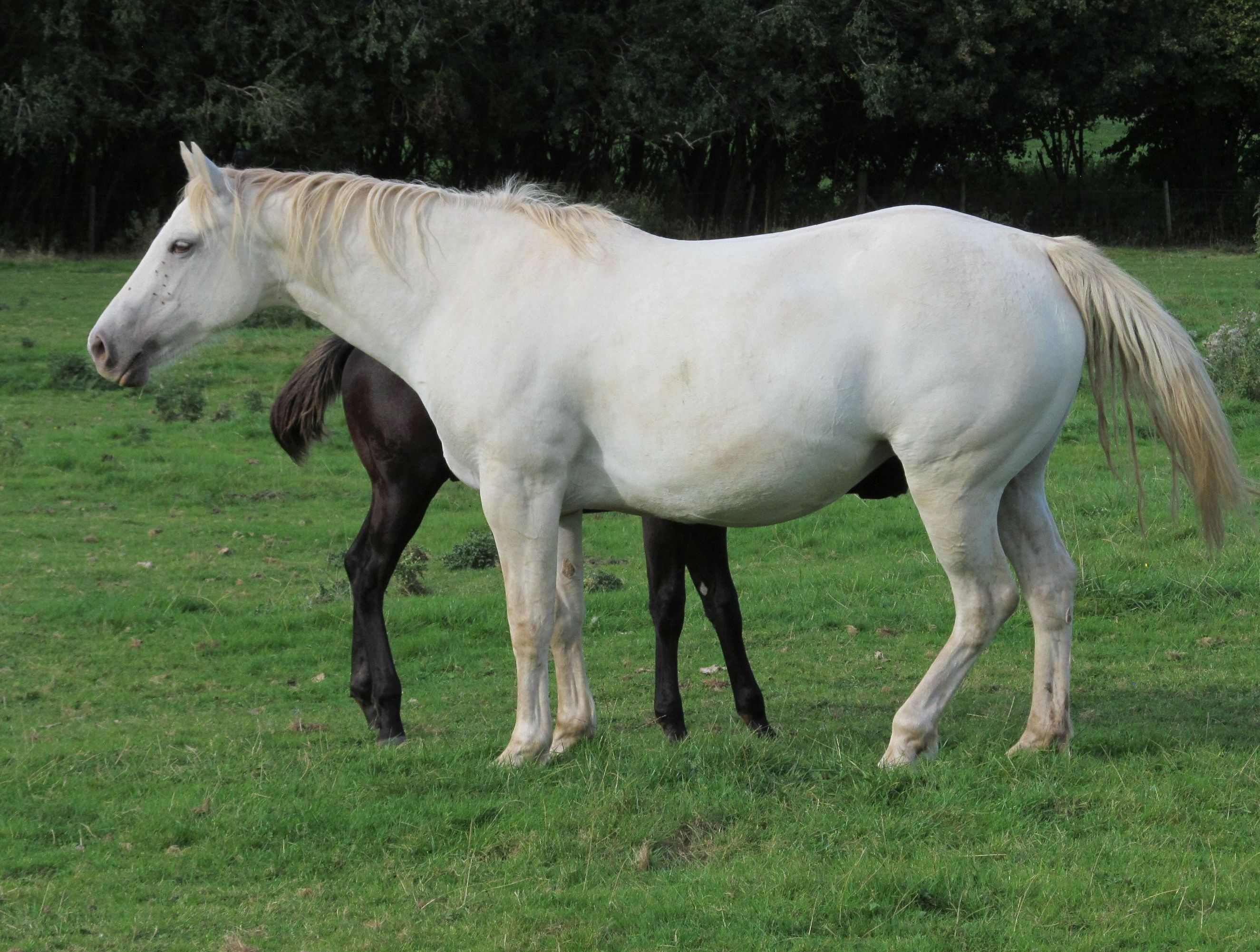 Quarter Horse filly, Wilden Spring