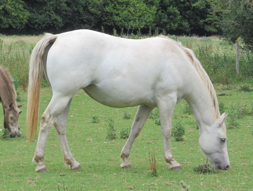 Quarter Horse filly, Wilden Spring