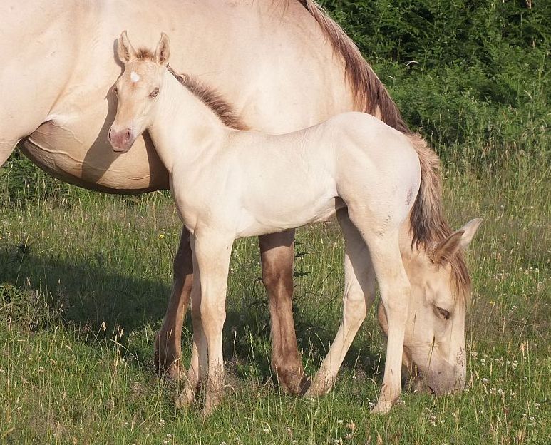 Quarter Horse mare, Wilden Windsong