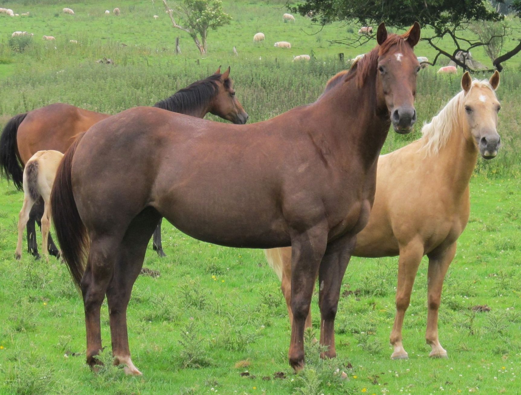 Quarter Horse mare, Zan Parr Dolly